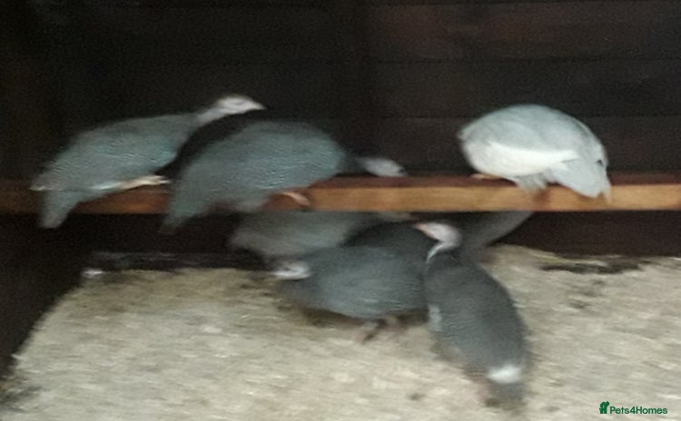 Guinea Fowl poultry - Advert 9