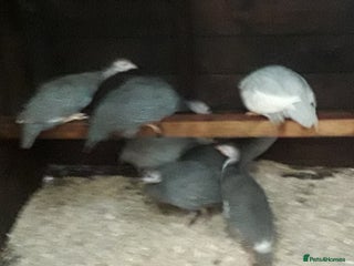 Guinea Fowl poultry - Advert 3