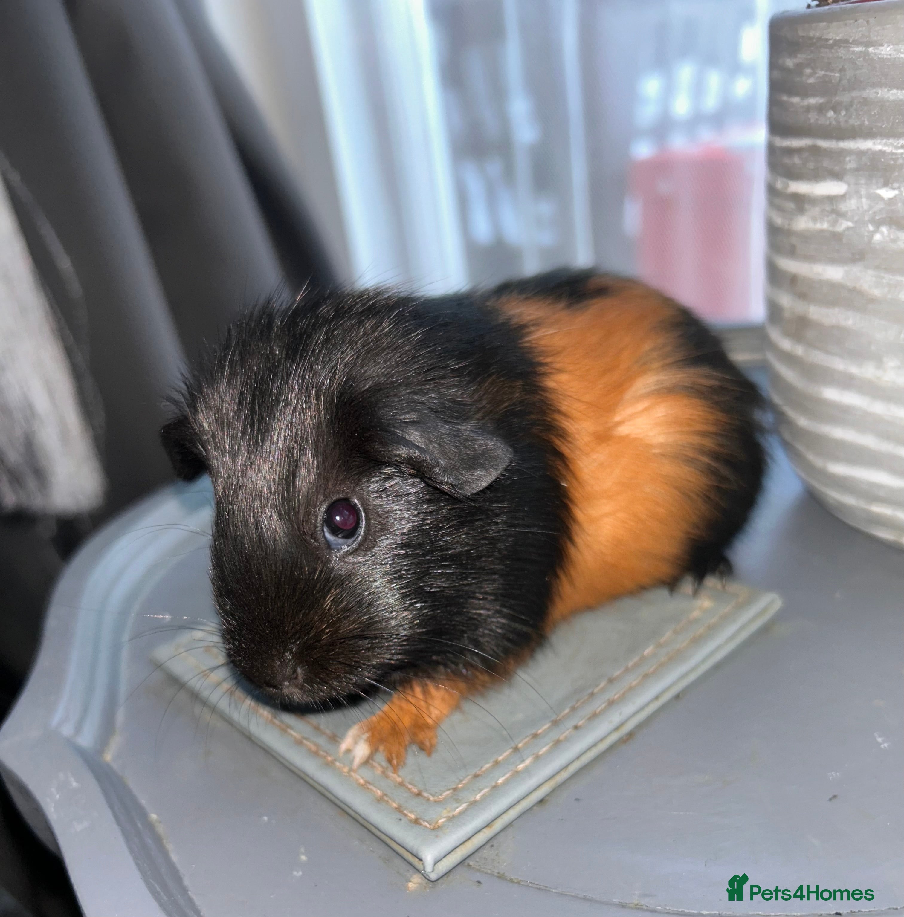 Guinea Pig rodents 1 pair of boars left🔥 - Advert 1