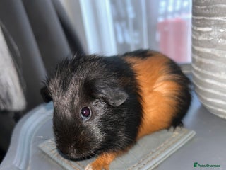 Guinea Pig rodents 1 pair of boars left🔥 - Advert 4