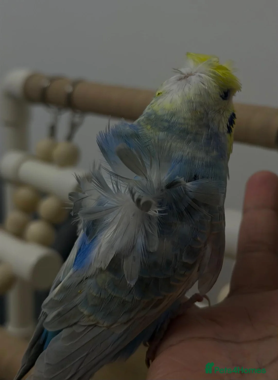 Budgerigars birds for sale: Rainbow helicopters, hand tame baby budgies  - Advert 5