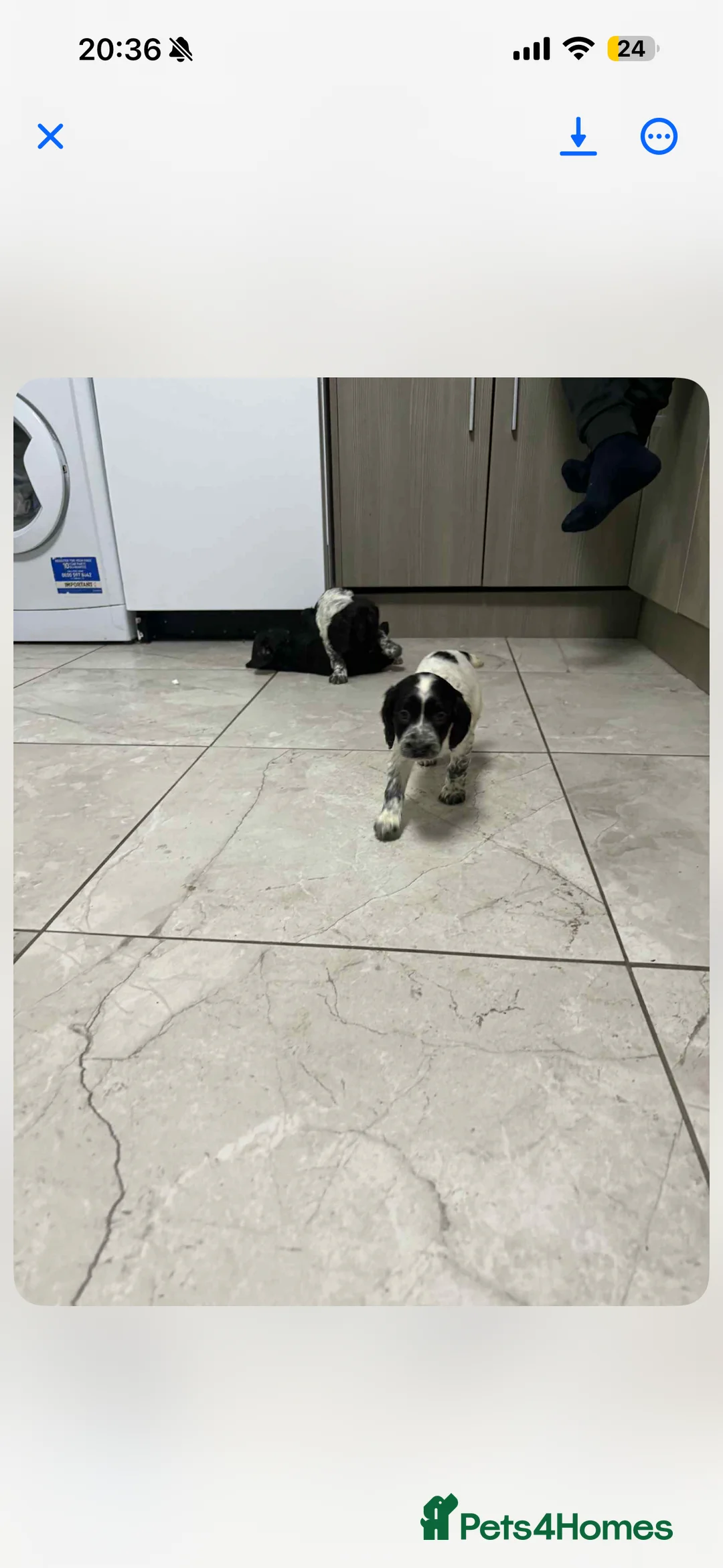 Sprocker dogs for sale: Sprocker girl  - Advert 4