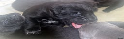 Cane Corso dogs for sale: Cane Corso Puppies from Exceptional Bloodlines - Advert 6
