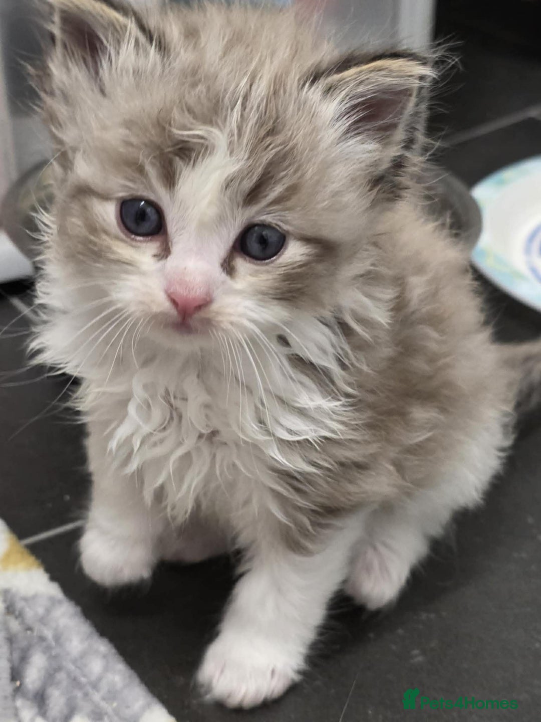 Ragdoll cats for sale: 4 Male Ragdoll Kittens  - Advert 12