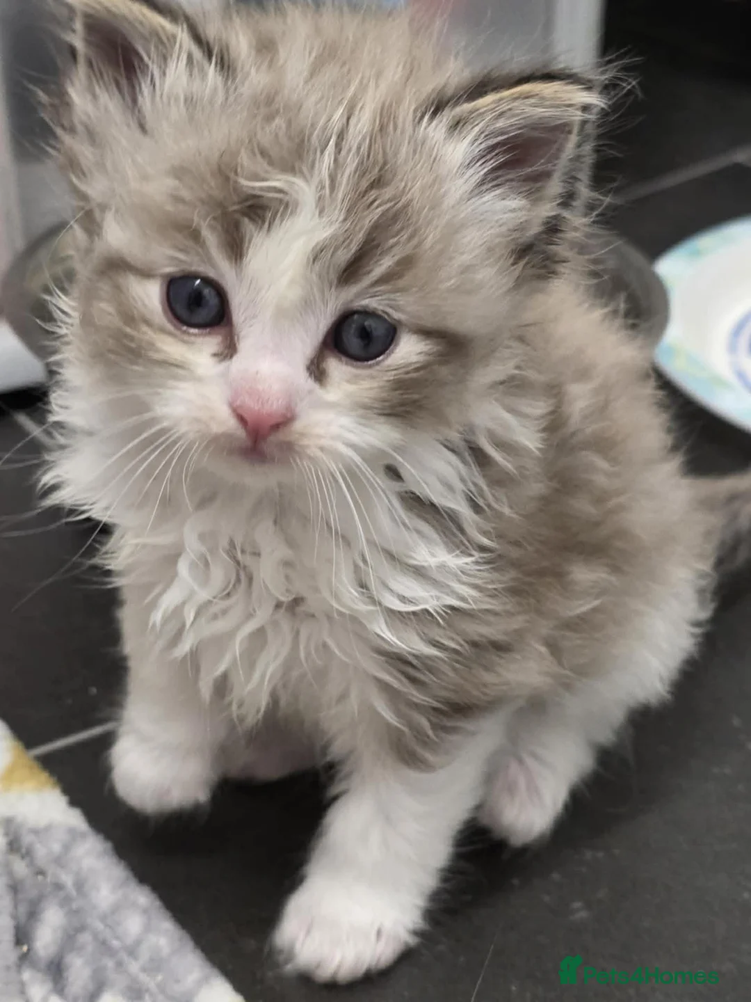 Ragdoll cats for sale: 4 Male Ragdoll Kittens  - Advert 12