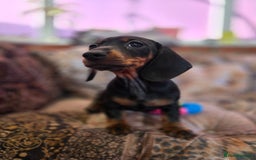 Miniature Dachshund dogs for sale: Quality mini dachshund dna clear - Advert 7