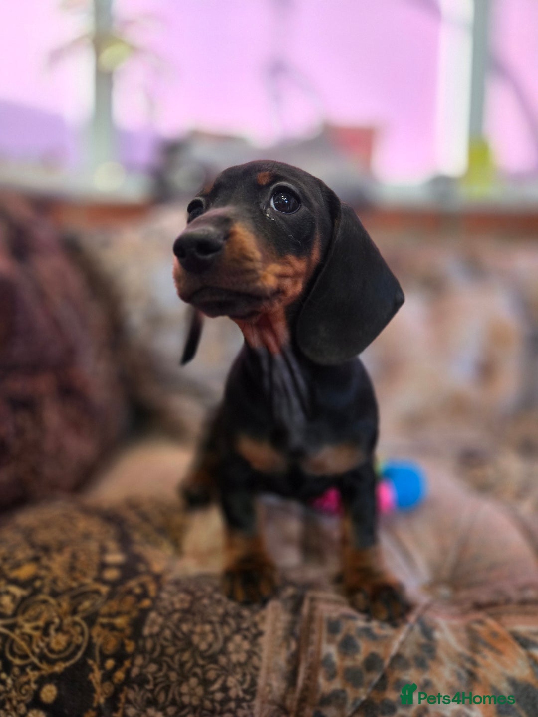 Miniature Dachshund dogs for sale: Quality mini dachshund dna clear - Advert 7