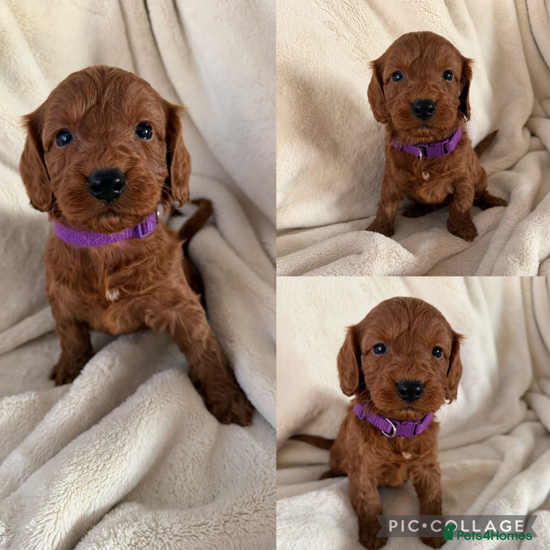 Cockapoo dogs for sale: Health Clear Cockapoo Puppies - Advert 1