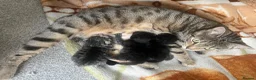 Bengal cats for sale: Beautiful kittens  in Swindon - Advert 22