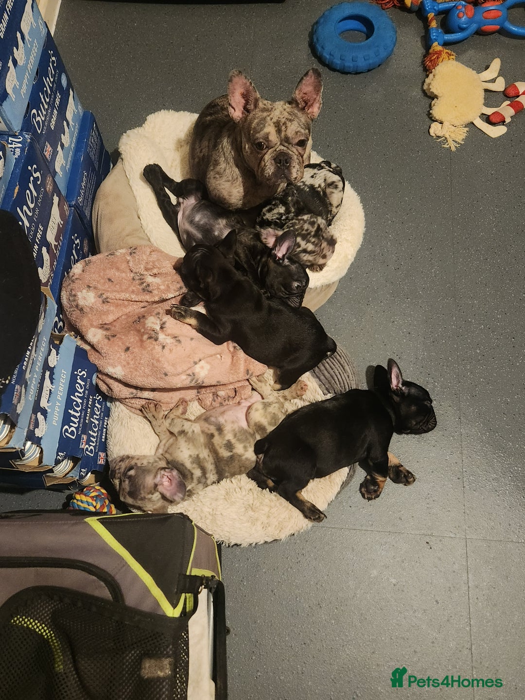 French Bulldog dogs for sale: Beautiful Puppy's For Sale  - Advert 18