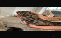 Bengal cats for sale: Snow bengal and charcoal bengal X - Image 7