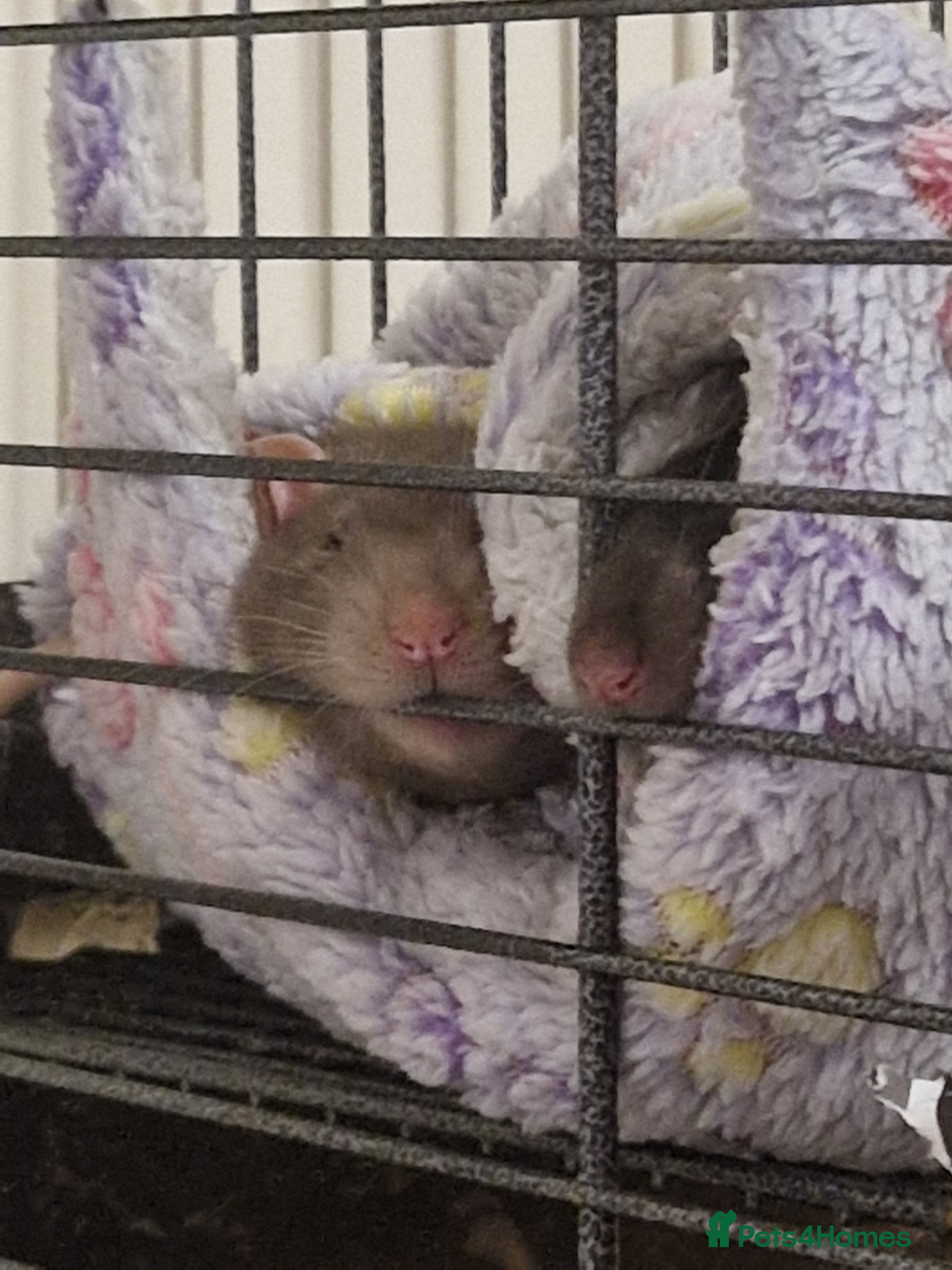 Rat rodents 3 Male rats and set up - Advert 1