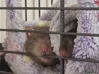 Rat rodents 3 Male rats and set up - Advert 1