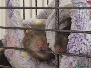 Rat rodents 3 Male rats and set up - Advert 17