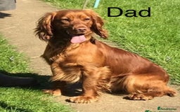 Cocker Spaniel dogs for sale: Red Cocker Spaniel Puppies Ready Now - Image 9