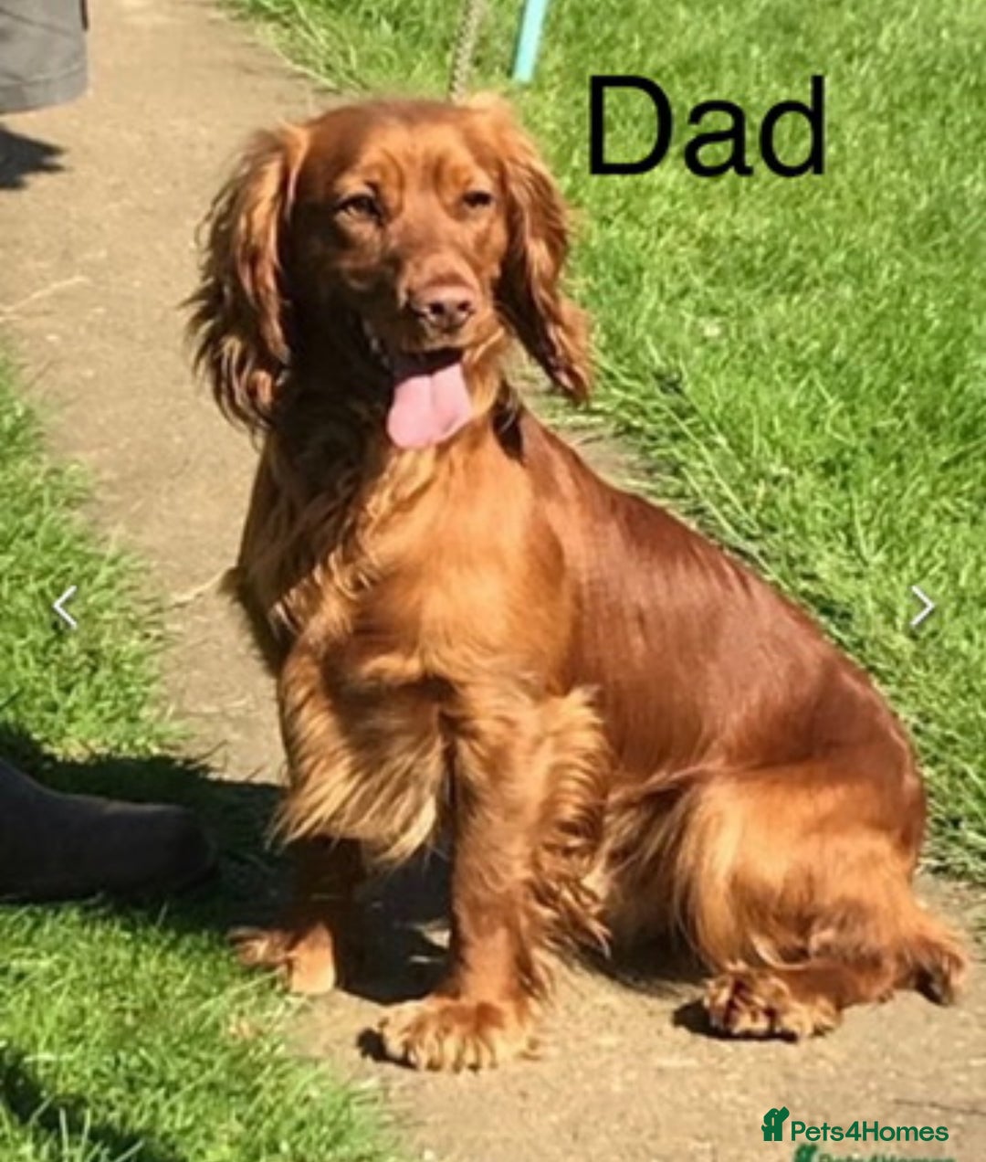 Cocker Spaniel dogs for sale: Red Cocker Spaniel Puppies Ready Now - Image 9