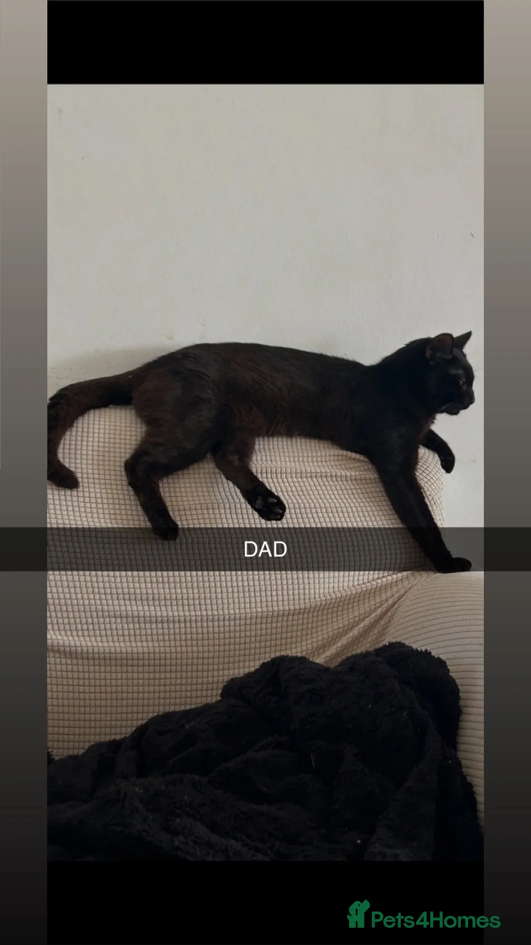 Mixed Breed cats for sale: Beautiful black and white kittens in Liverpool - Advert 2