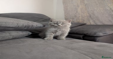 British Longhair cats - Advert 12