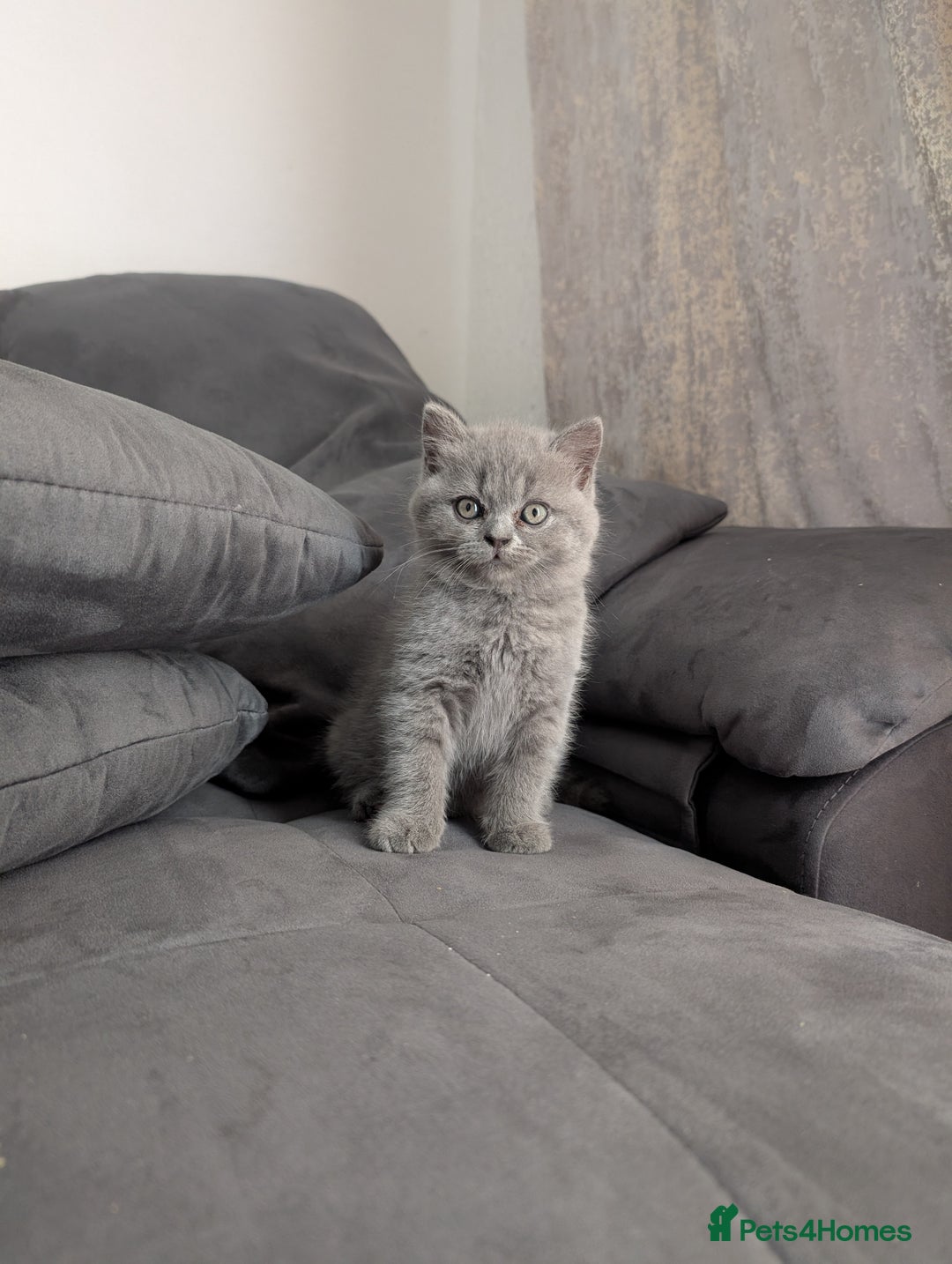British Longhair cats for sale: British shorthair - Image 5