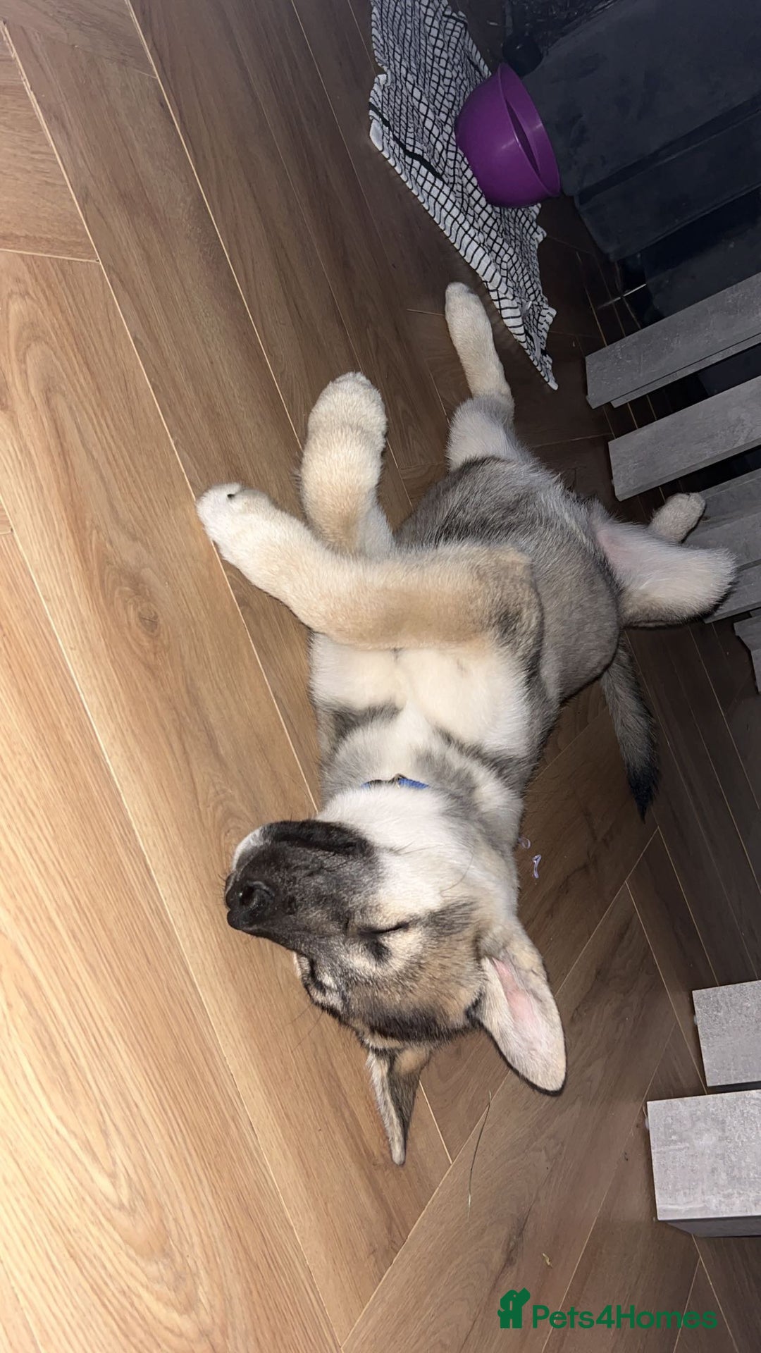 Shepsky dogs for sale: Shepsky ‘scrappy’ 3years  - Advert 9