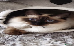 Ragdoll cats for sale: Male Ragdoll for sale - Advert 3