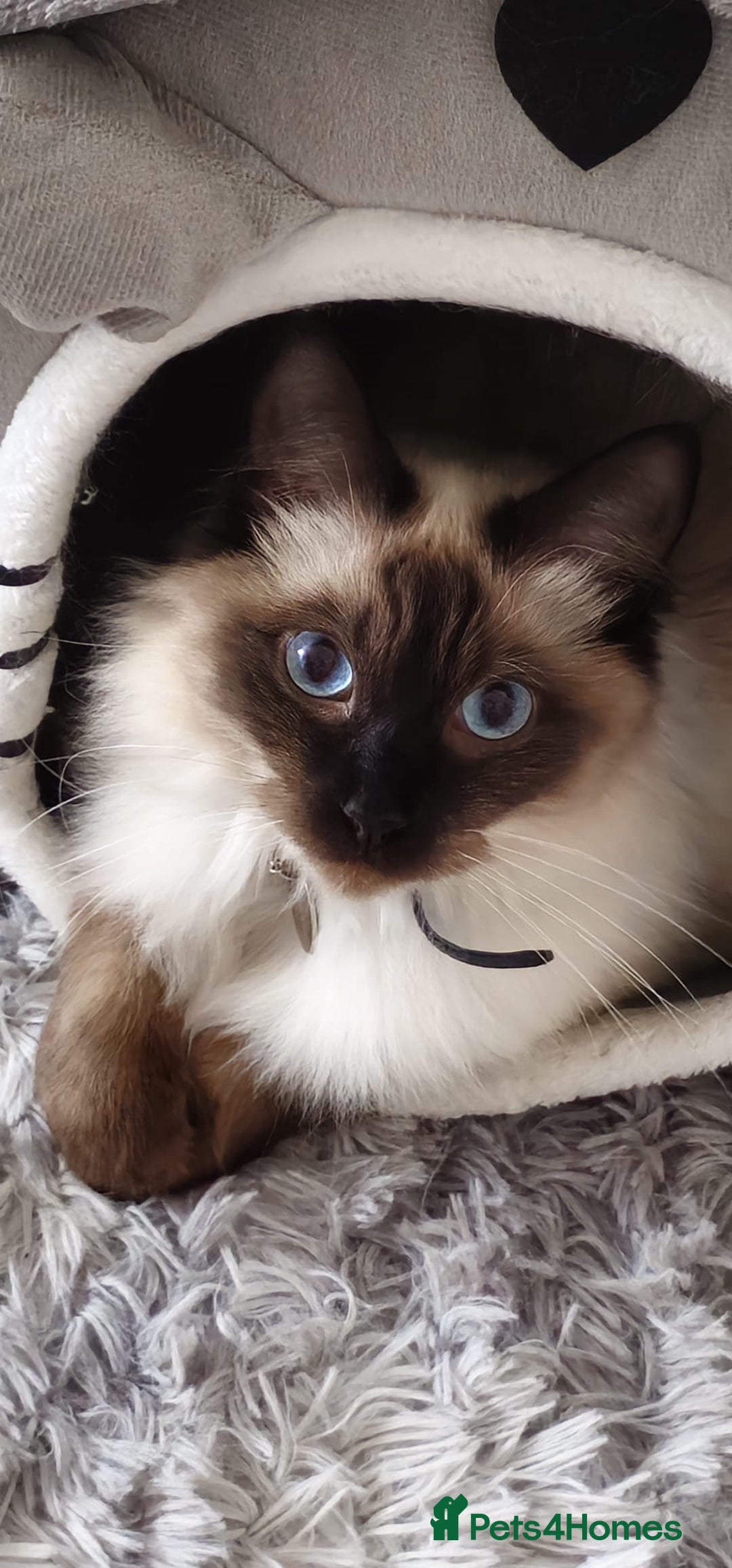 Ragdoll cats for sale: Male Ragdoll for sale - Advert 3