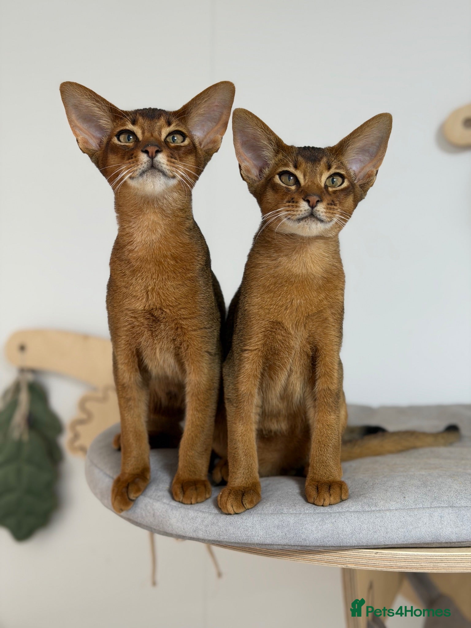 Abyssinian cats  Abyssinian kittens 🐈‍⬛  - Advert 1