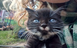 Mixed Breed cats for sale: 4 sweet happy tuxedo kittens - Image 11