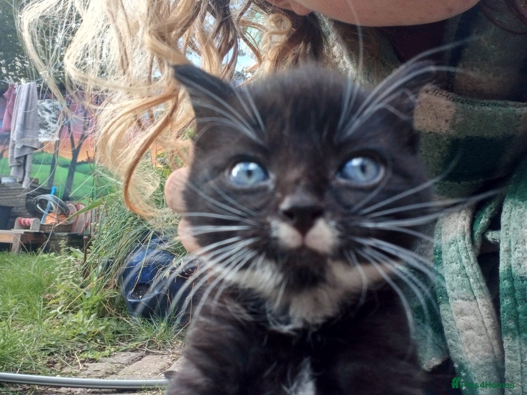 Mixed Breed cats for sale: 4 sweet happy tuxedo kittens - Image 11