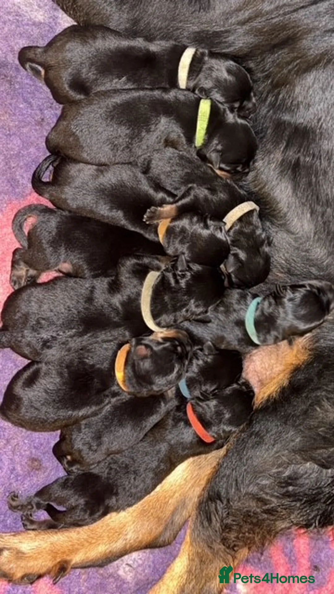Rottweiler dogs for sale: KC Rottweiler Pups! READY NOW! ONLY 2 BOYS LEFT!  - Advert 3