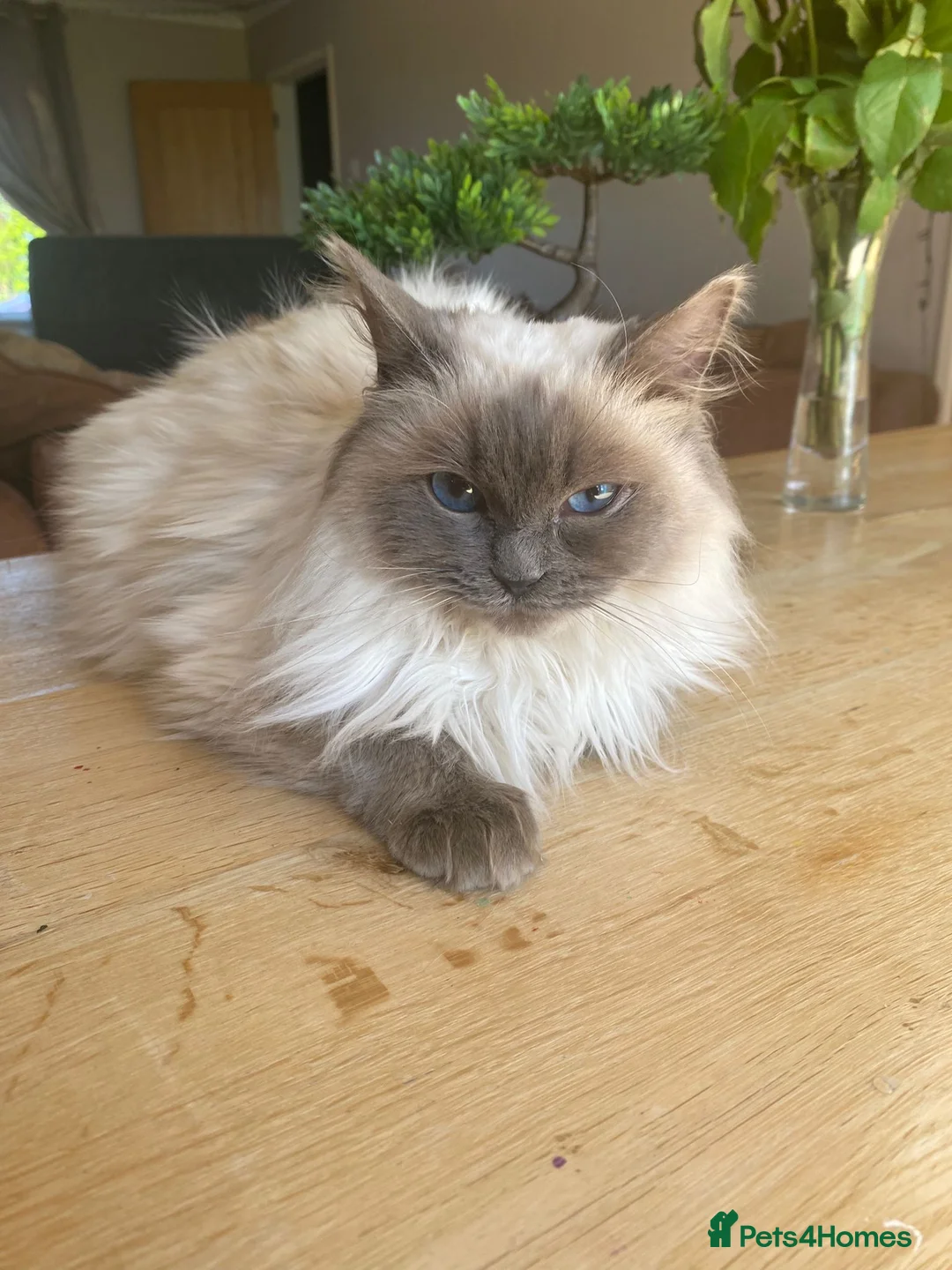 Ragdoll cats for sale: Beautiful Blue point ragdoll for sale - Advert 2