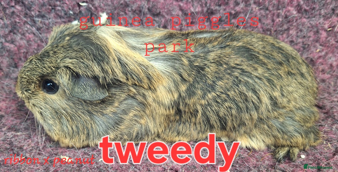 Guinea Pig rodents for sale: Female guinea pig babies in Saltburn-by-the-Sea - Image 4