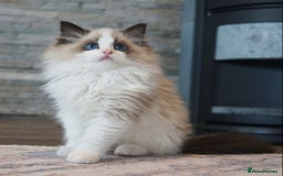 Ragdoll cats for sale: Gentle Ragdoll Kittens  - Image 2