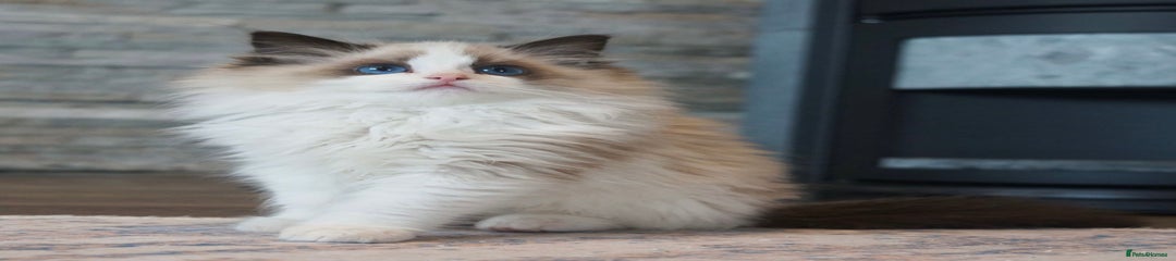 Ragdoll Kitten 2
