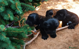 Sprocker dogs for sale: Beautiful litter of Sprockers  - Image 6