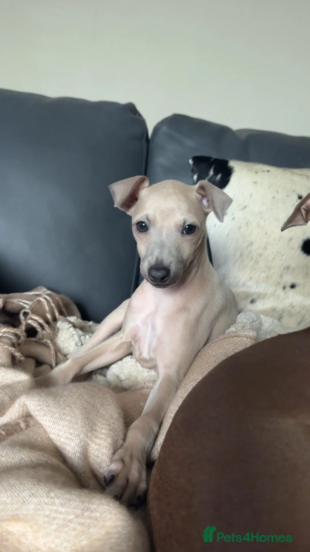 Italian Greyhound dogs for sale: KC Reg fawn male Italian greyhound READY NOW - Advert 2