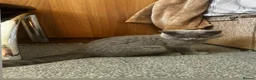 British Shorthair cats for sale: Two shorthair Girls lilac and blue - Advert 15