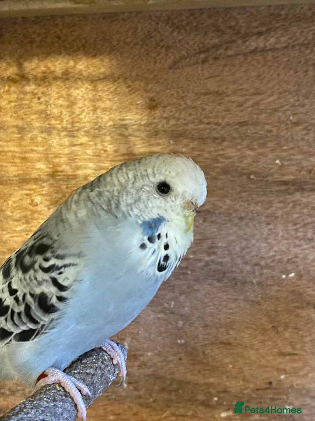 Budgerigars birds for sale: 2 pairs of Budgies for sale  in Saint Austell - Advert 6