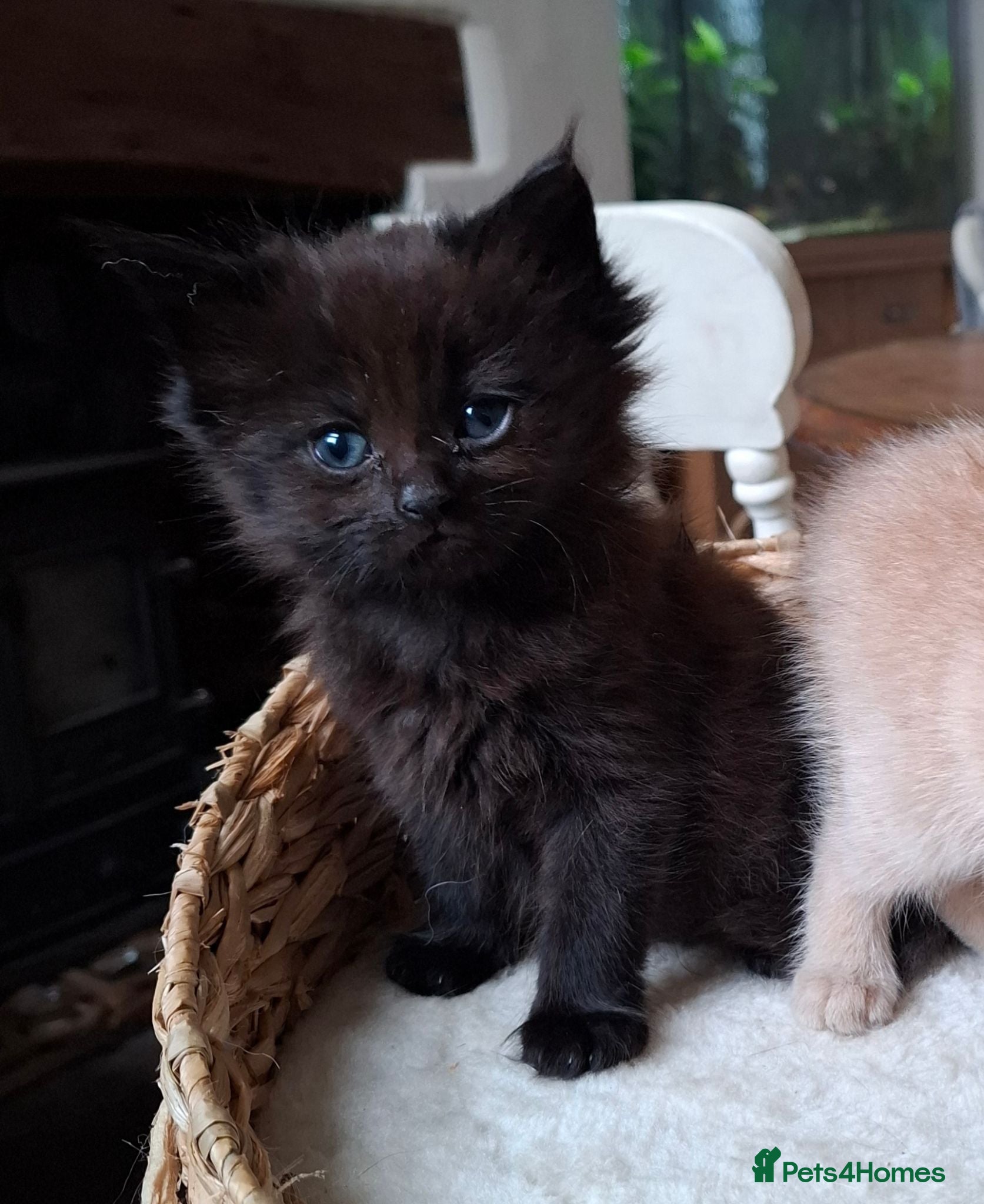 Maine Coon cats READY FROM THIS WEEKEND -5 MAINE COON CROSS-2 LEFT - Advert 5
