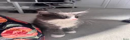 Norwegian Forest Cat cats for sale: Beautiful Norwegian Mix Kittens – 2 Boys & 1 Girl - Advert 7