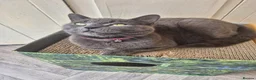 Norwegian Forest Cat cats for sale: Norwegian forest mixed Russian blue - Advert 3