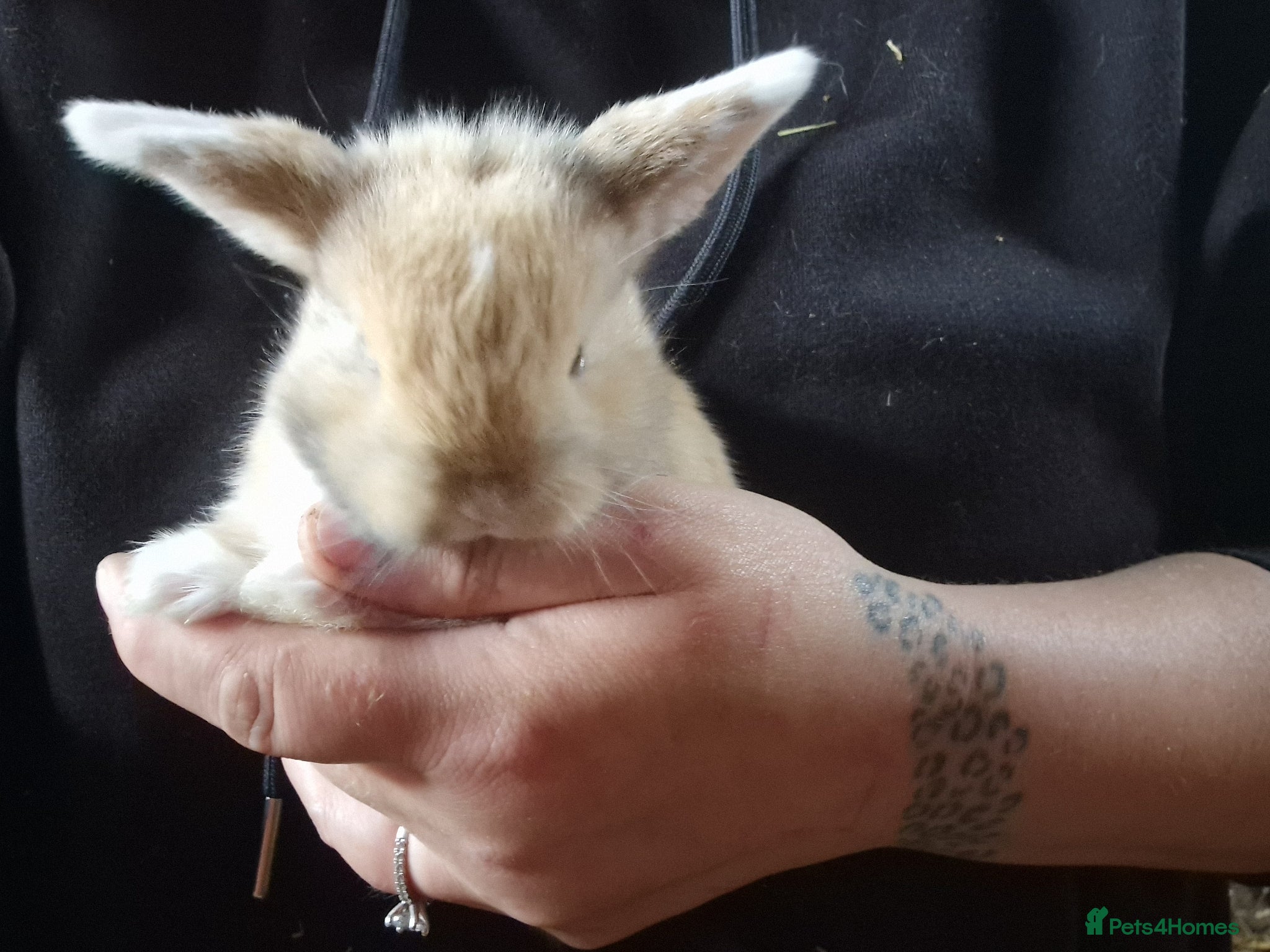 Mini Lop rabbits for sale: Mini lops  - Advert 15