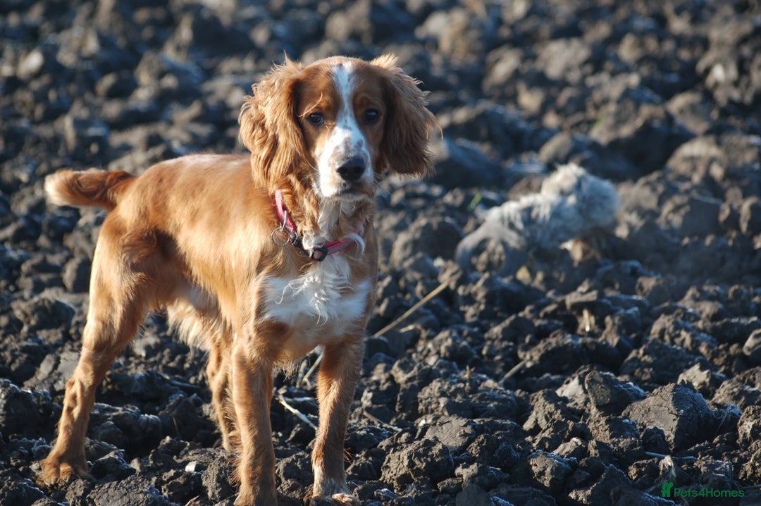 Sprocker dogs for sale: Beautiful Springer Spaniel KC Health Clear Parents - Image 16
