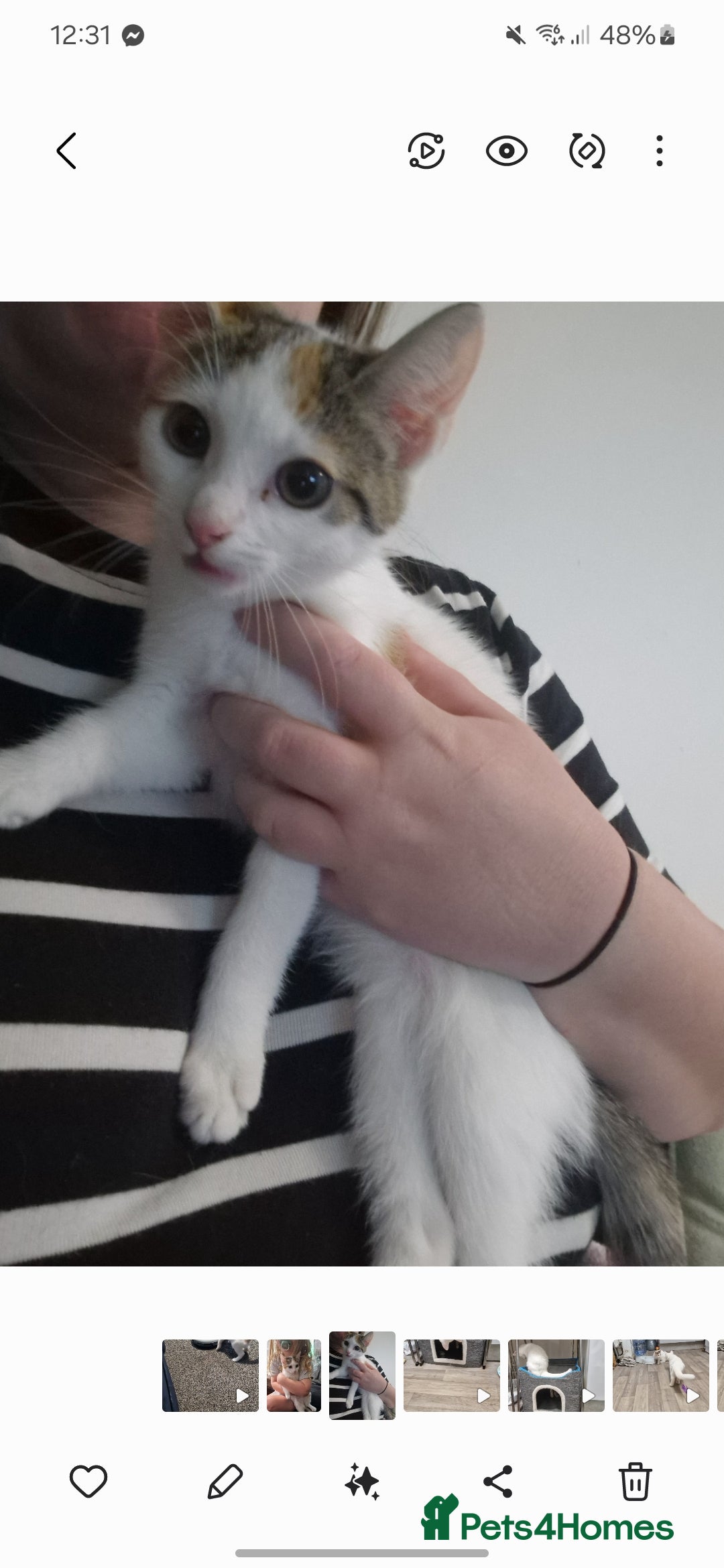 British Shorthair cats for sale: Female kitten 14 weeks ready now - Image 2