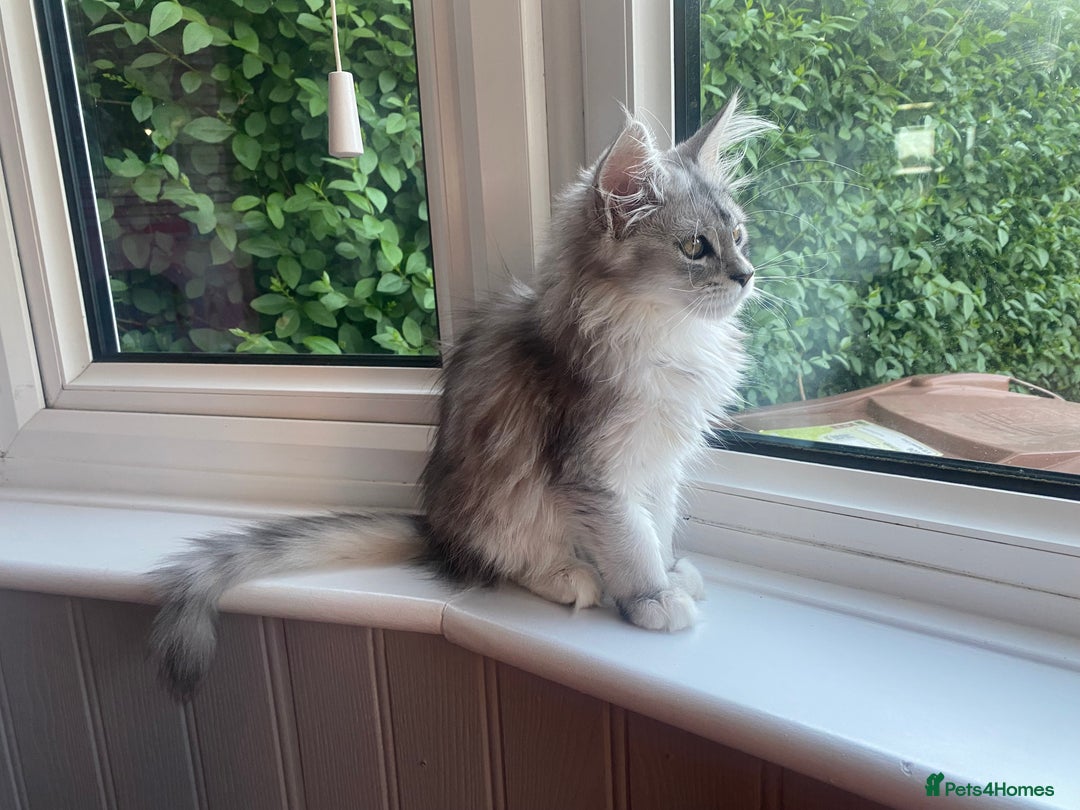 Maine Coon cats for sale: STUNNING Maine Coon OFFERS WELCOME ON LAST KITTEN in Nottingham - Image 3