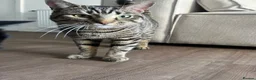 British Shorthair cats for sale: Tabby boy available  - Advert 12