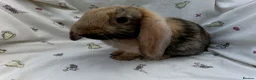 Dwarf Lop rabbits for sale: Beautiful Dwarf Lop Bunnies - Advert 14