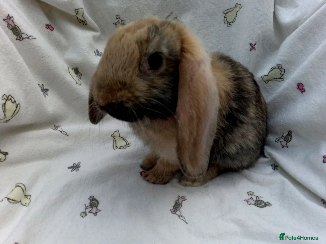 Dwarf Lop rabbits for sale: Beautiful Dwarf Lop Bunny - Advert 2