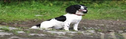 Sprollie dogs for sale: Sprollie puppies for sale in Scotland in Lanark - Advert 3
