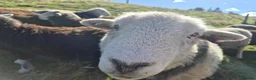 Sheep livestock for sale: Herd of Beautiful Herdwick Sheep - Advert 10